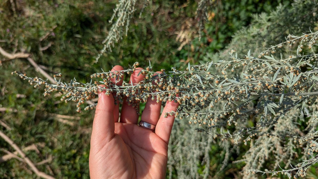 Der Wermut - Artemisia absinthium