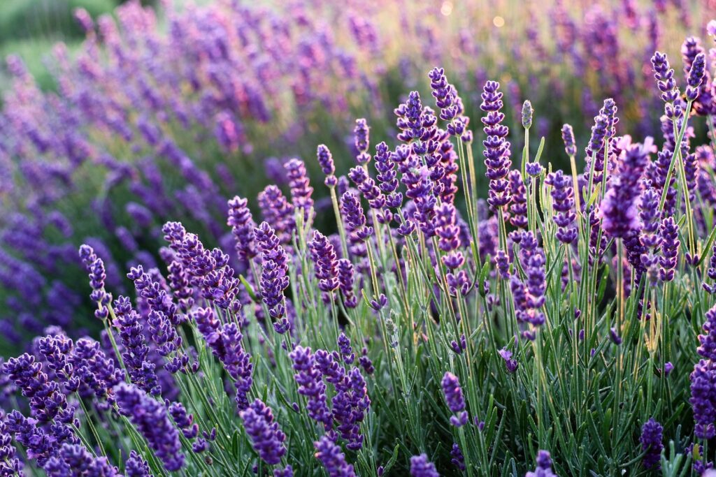 lavenders 6482579 1920